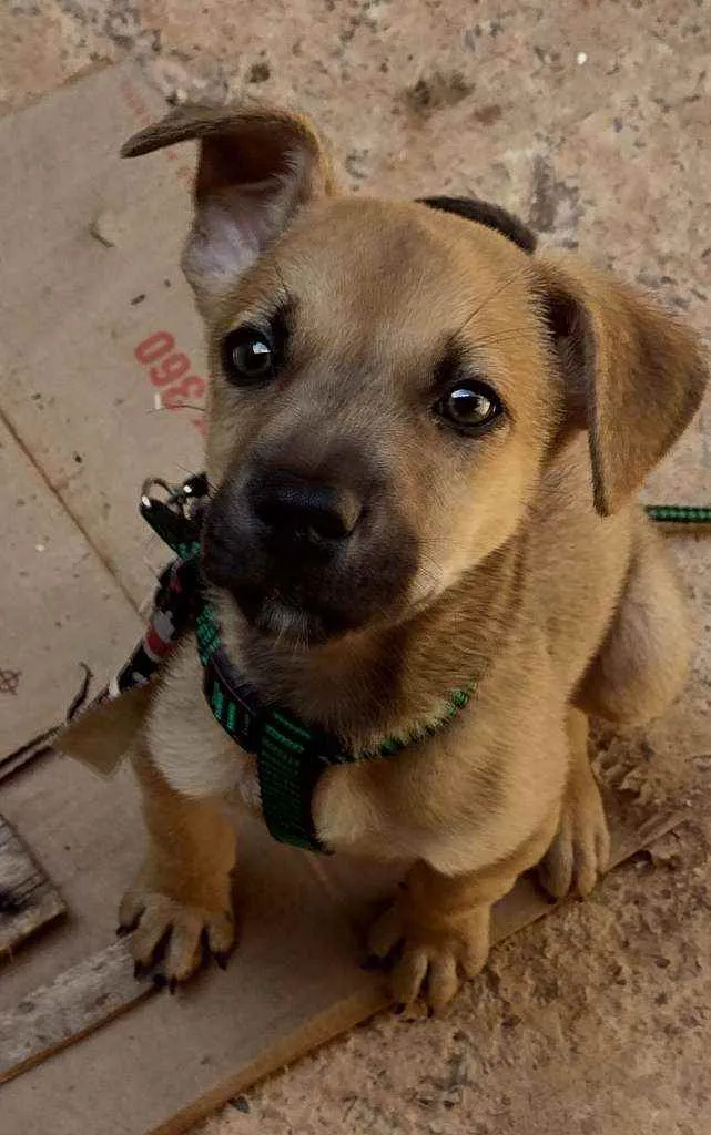 Cachorro ra a Vira lata idade Abaixo de 2 meses nome Simba