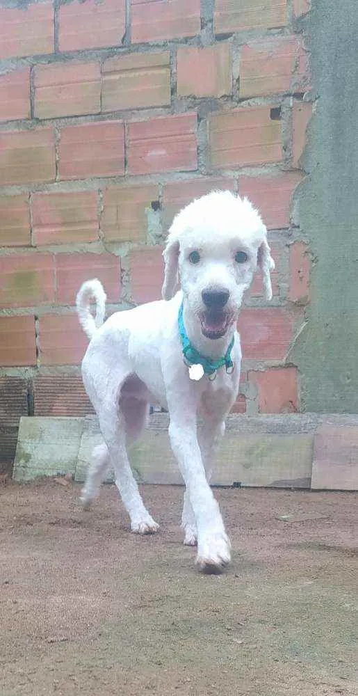 Cachorro ra a Puldoll  idade 1 ano nome A escolher 