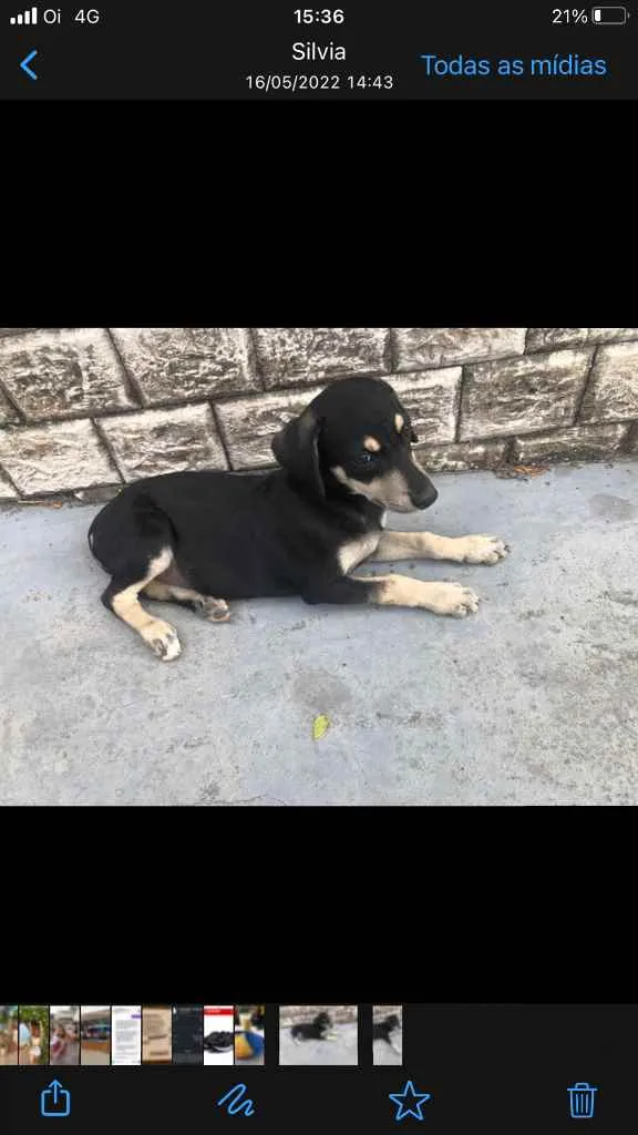Cachorro raça Não definida idade Abaixo de 2 meses nome Bingo