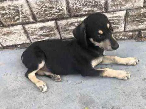 Cachorro raça Não definida idade Abaixo de 2 meses nome Bingo