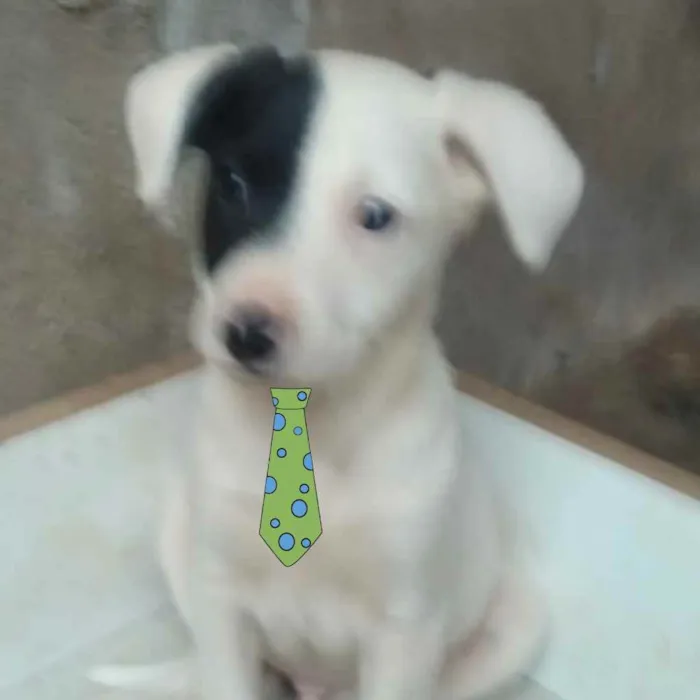 Cachorro ra a Mestiço  idade 2 a 6 meses nome Duque 