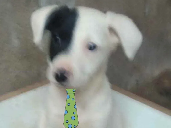 Cachorro ra a Mestiço  idade 2 a 6 meses nome Duque 