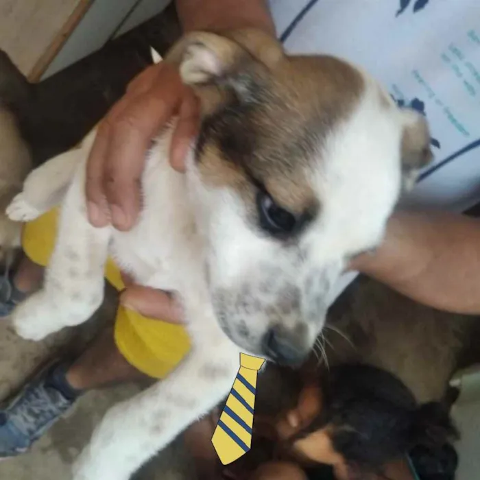 Cachorro ra a Mestiço  idade 2 a 6 meses nome Charlie 