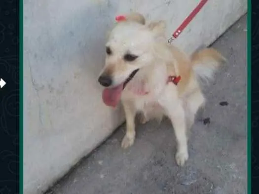 Cachorro ra a Sem raça definida idade 6 ou mais anos nome Pedrinha