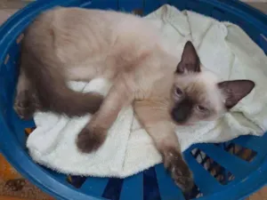 Gato raça SRD idade 2 a 6 meses nome Luluzinho