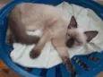 Luluzinho