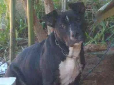 Cachorro ra a Pitbull idade 2 a 6 meses nome Lindinha