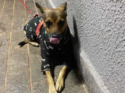 Cachorro raça SRD idade 5 anos nome Sem nome 