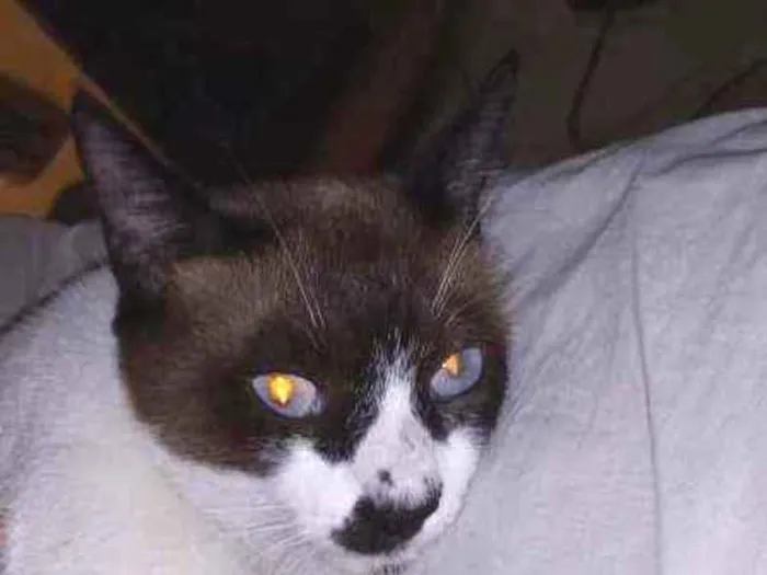 Gato ra a  idade 1 ano nome Max