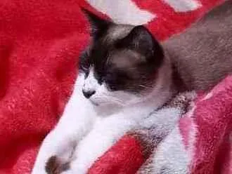 Gato ra a  idade 1 ano nome Max