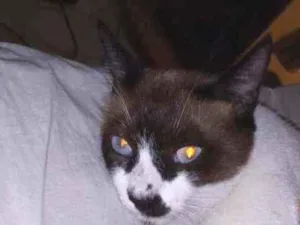 Gato raça  idade 1 ano nome Max