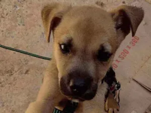 Cachorro raça Vira lata idade Abaixo de 2 meses nome Simba