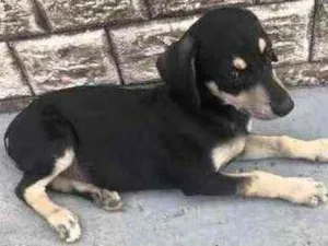 Cachorro raça Não definida idade Abaixo de 2 meses nome Bingo