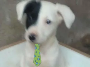 Cachorro raça Mestiço  idade 2 a 6 meses nome Duque 