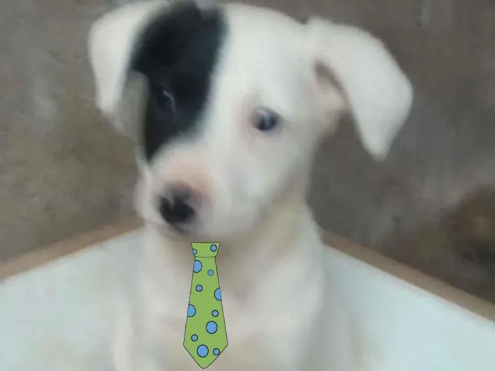 Cachorro ra a Mestiço  idade 2 a 6 meses nome Duque 
