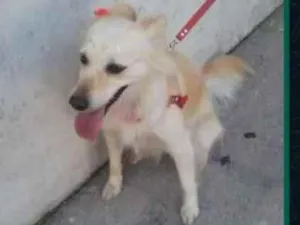 Cachorro raça Sem raça definida idade 6 ou mais anos nome Pedrinha