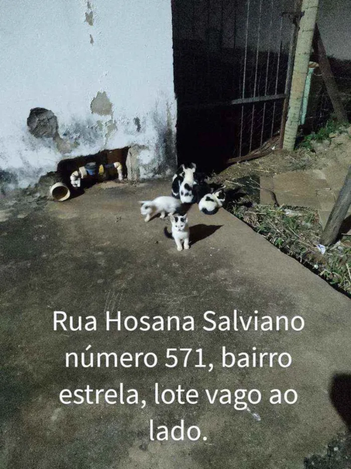 Gato ra a SRD idade Abaixo de 2 meses nome Sem nome