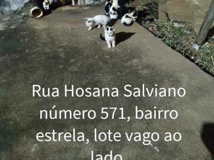 Gato ra a SRD idade Abaixo de 2 meses nome Sem nome