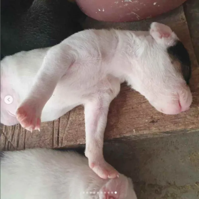 Cachorro raça sem raça definida idade Abaixo de 2 meses nome A escolher