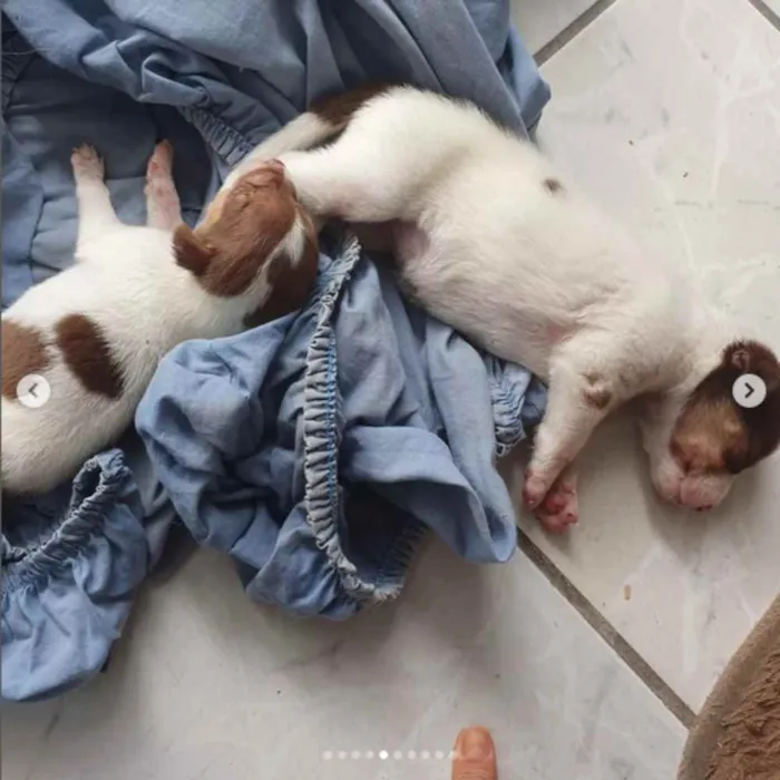 Cachorro raça sem raça definida idade Abaixo de 2 meses nome A escolher