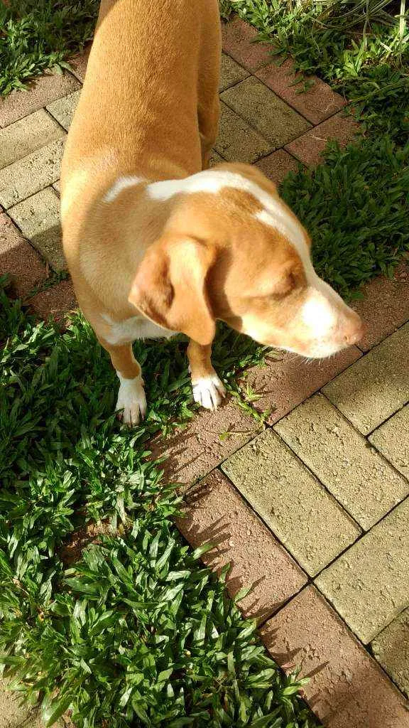 Cachorro raça SRD idade 2 a 6 meses nome Logan