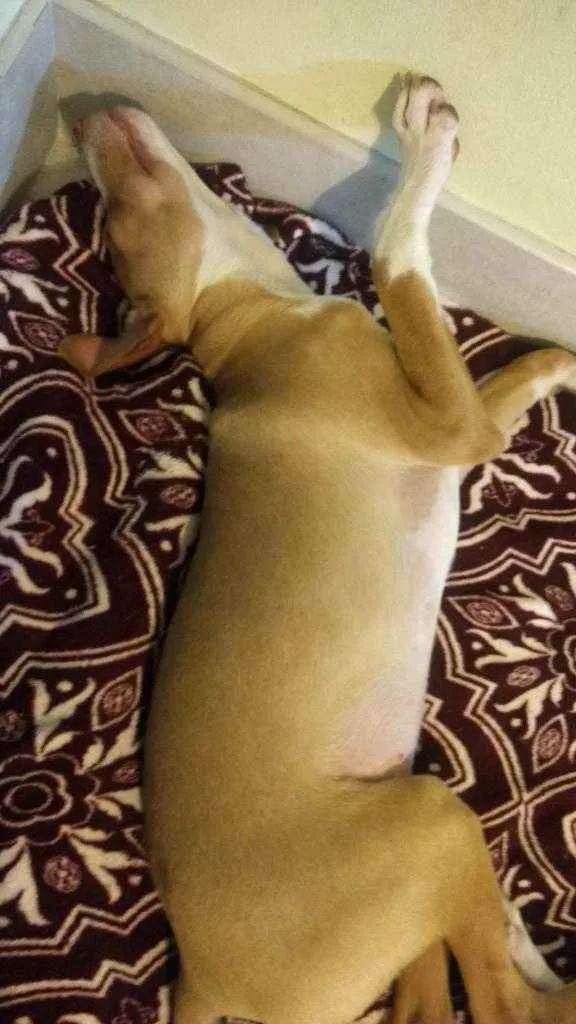 Cachorro raça SRD idade 2 a 6 meses nome Logan