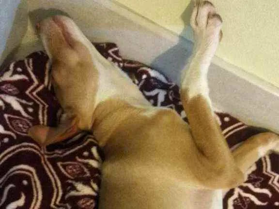 Cachorro raça SRD idade 2 a 6 meses nome Logan