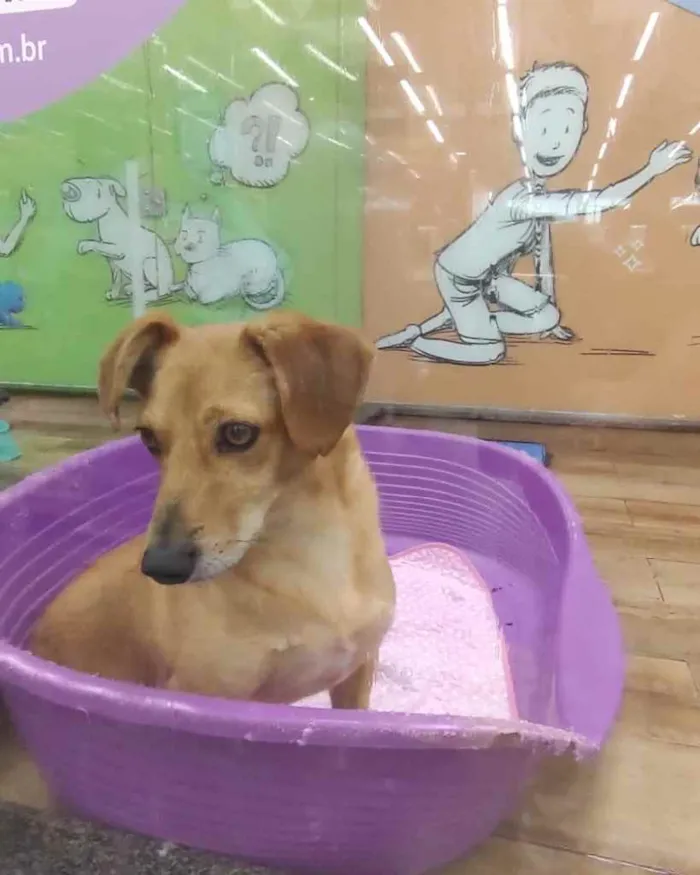 Cachorro ra a  idade 2 a 6 meses nome Não sei 