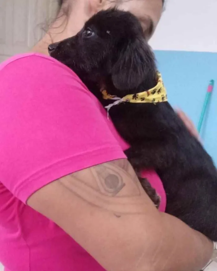 Cachorro ra a  idade 2 a 6 meses nome Não sei 