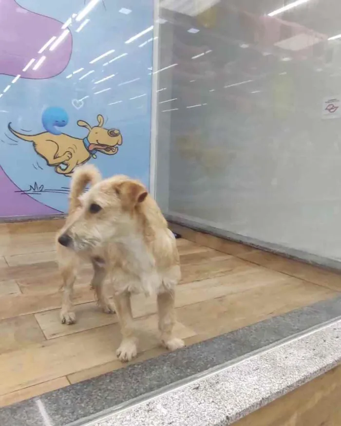 Cachorro ra a  idade 2 a 6 meses nome Não sei 