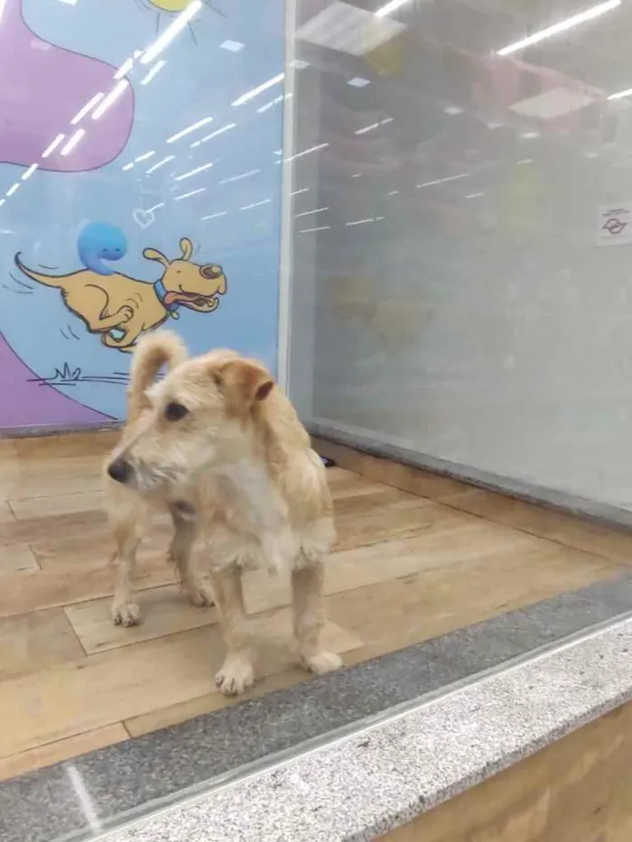Cachorro ra a  idade 2 a 6 meses nome Não sei 