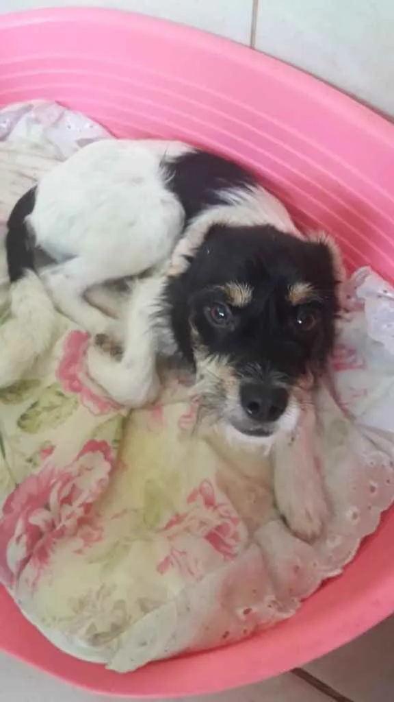 Cachorro ra a  idade 2 a 6 meses nome Não sei 