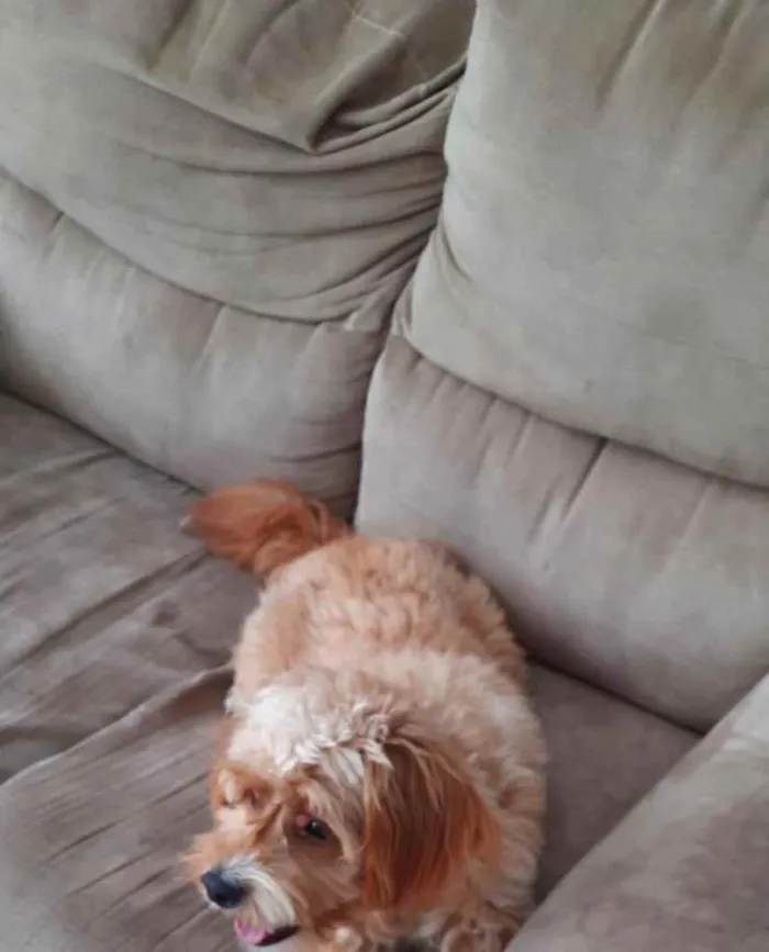 Cachorro ra a  idade 2 a 6 meses nome Não sei 