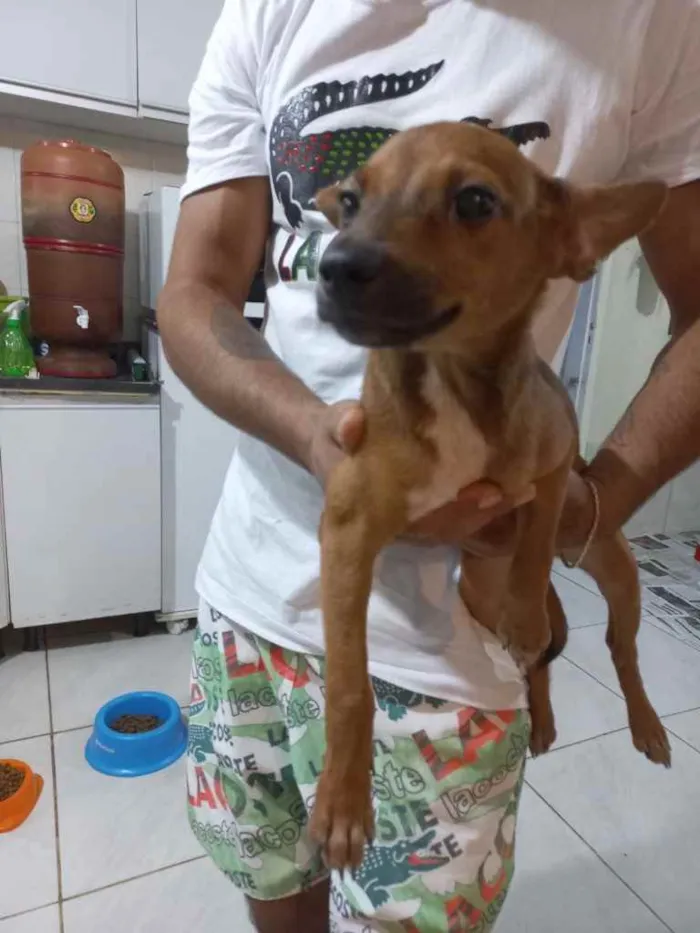 Cachorro ra a  idade 2 a 6 meses nome Não sei 