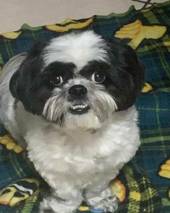 Cachorro ra a  idade 2 a 6 meses nome Não sei 