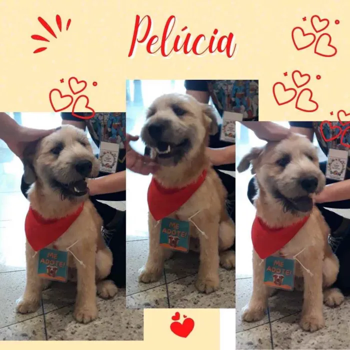 Cachorro ra a  idade 2 a 6 meses nome Não sei 