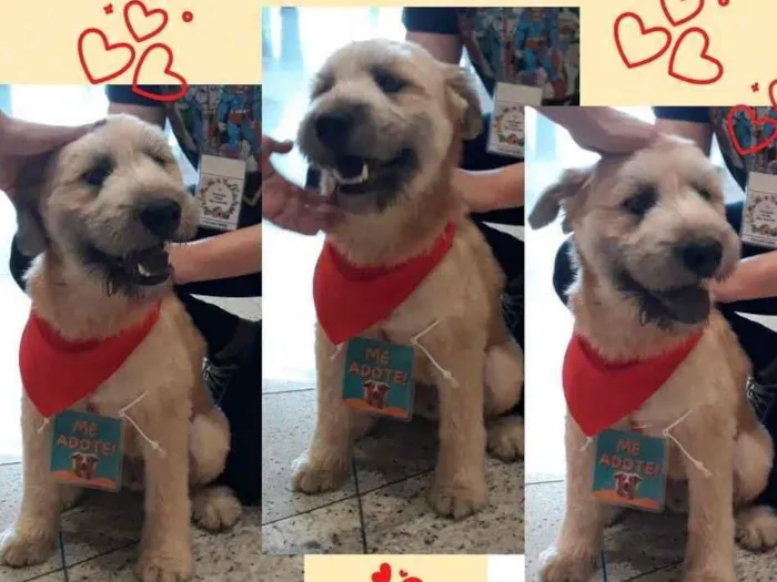 Cachorro ra a  idade 2 a 6 meses nome Não sei 