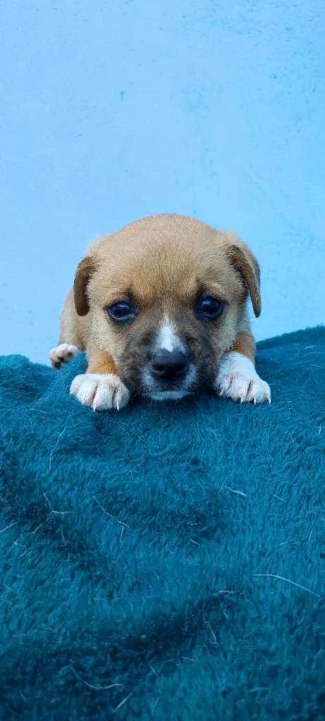 Cachorro raça Vira lata idade Abaixo de 2 meses nome Billy