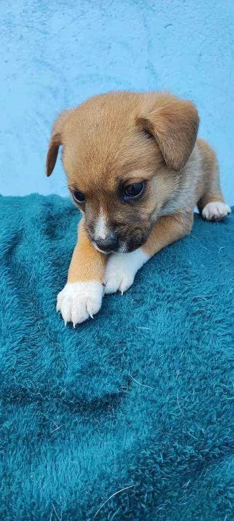 Cachorro raça Vira lata idade Abaixo de 2 meses nome Billy