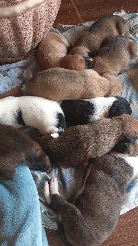 Cachorro ra a Não sei  idade Abaixo de 2 meses nome Filhotes