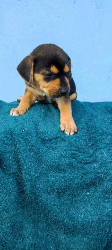 Cachorro raça Vira lata idade Abaixo de 2 meses nome Mike