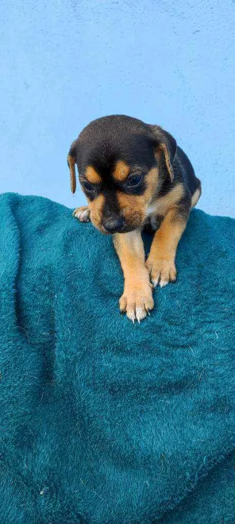 Cachorro raça Vira lata idade Abaixo de 2 meses nome Mike