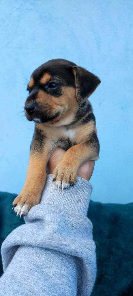 Cachorro raça Vira lata idade Abaixo de 2 meses nome Mike