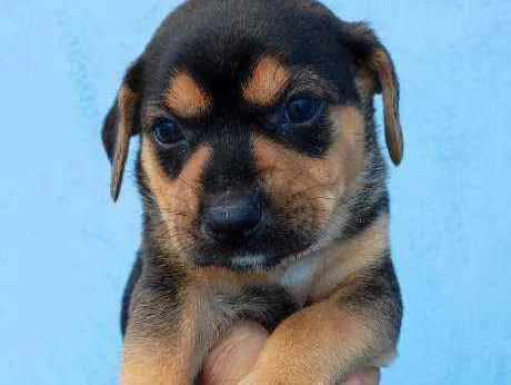 Cachorro raça Vira lata idade Abaixo de 2 meses nome Mike