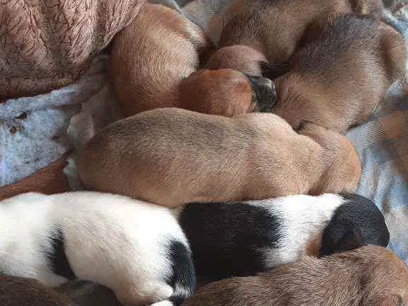 Cachorro ra a Não sei  idade Abaixo de 2 meses nome Filhotes