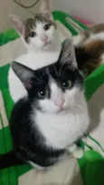Ton e Jerry