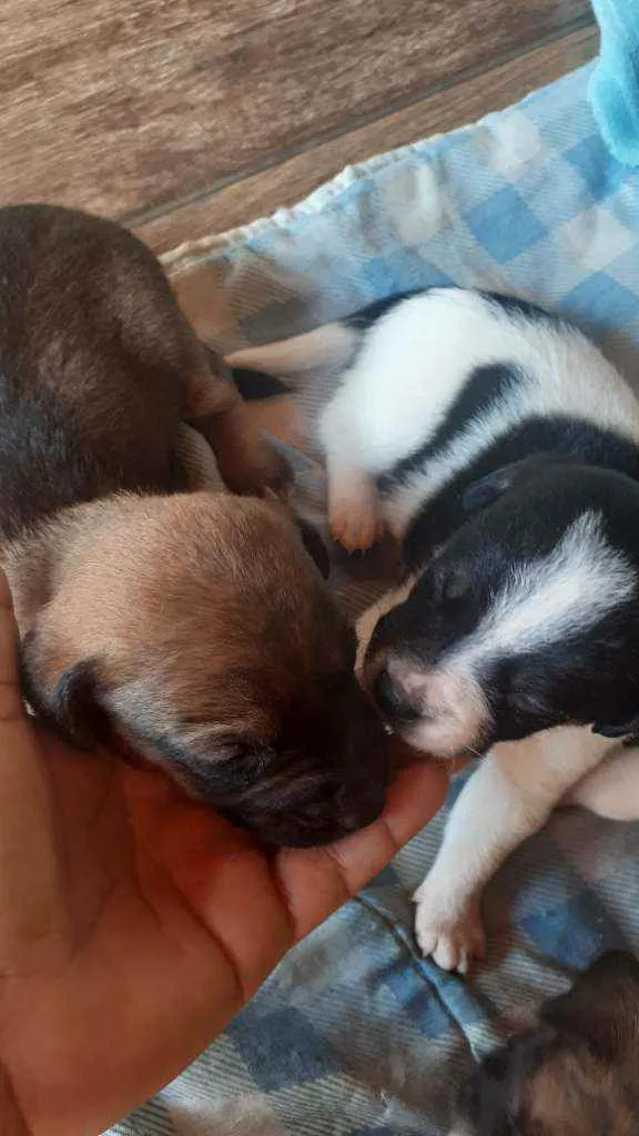 Cachorro ra a Não sei  idade Abaixo de 2 meses nome Filhotes