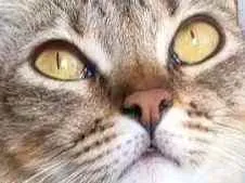Gato ra a Srd idade 2 anos nome @ MAYA @