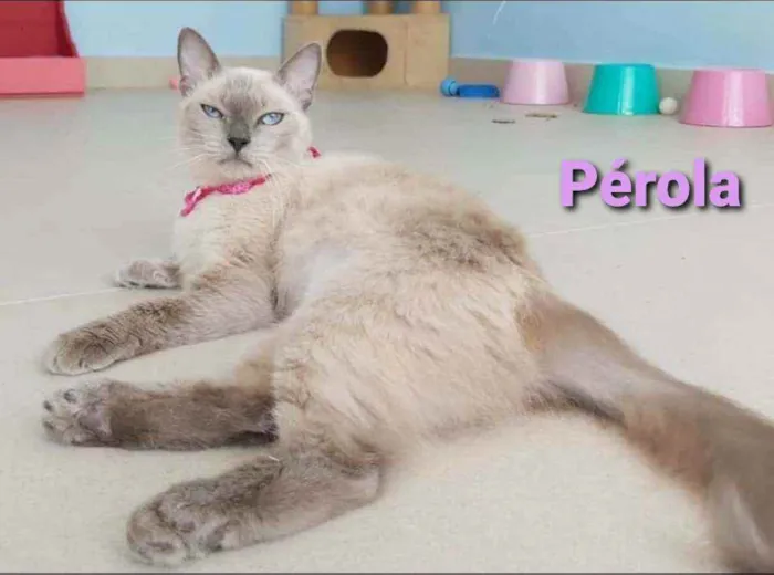 Gato ra a srd bicolor idade 1 ano nome * PÉROLA *