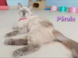 * PÉROLA *